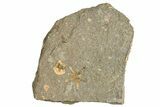 Ordovician Starfish Fossil With Edrioasteroid - Morocco #271350-3